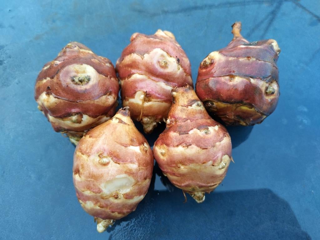 Verse Aardperen - 5 voor €3, Ophalen, Volle zon