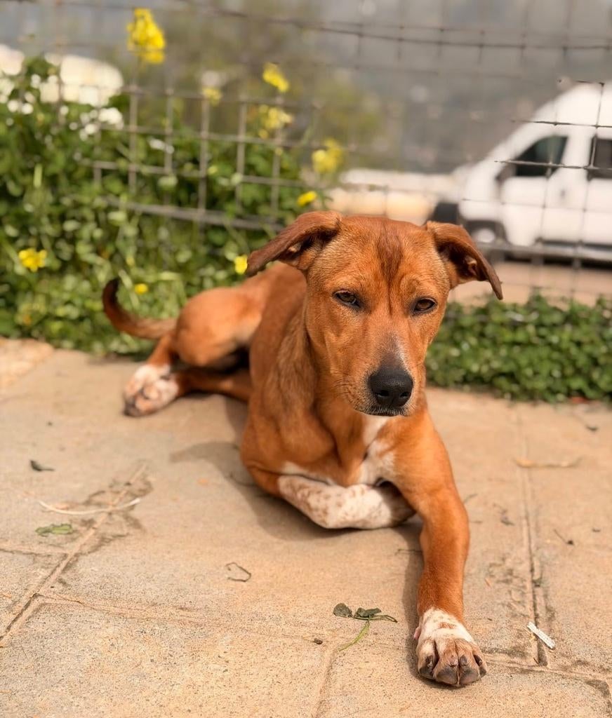 HzH-ANANDA, lief meisje wil ook zo graag een eigen plekje, Dieren en Toebehoren, Particulier, 15 weken tot 1 jaar, Buitenland