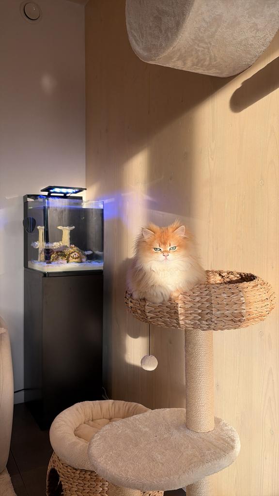 Britse langhaar dekkater ( NIET TE KOOP ! ), Kater, Met stamboom, 0 tot 2 jaar