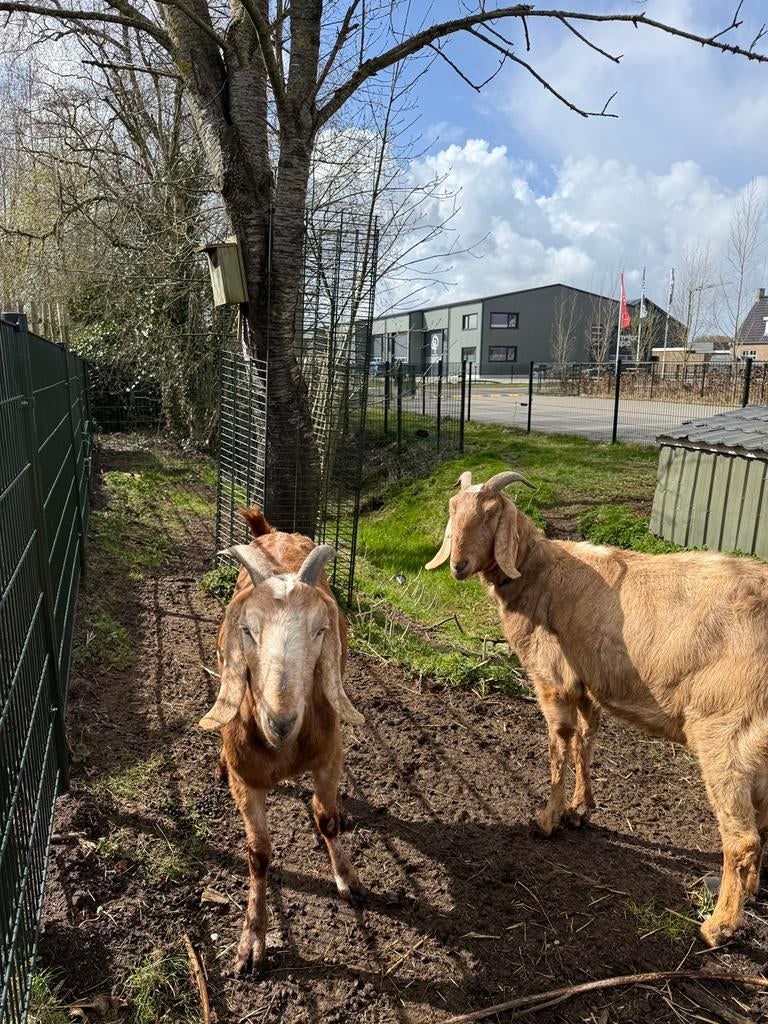 2 nubische geiten, Dieren en Toebehoren, Schapen, Geiten en Varkens, Meerdere dieren, Geit, 3 tot 5 jaar