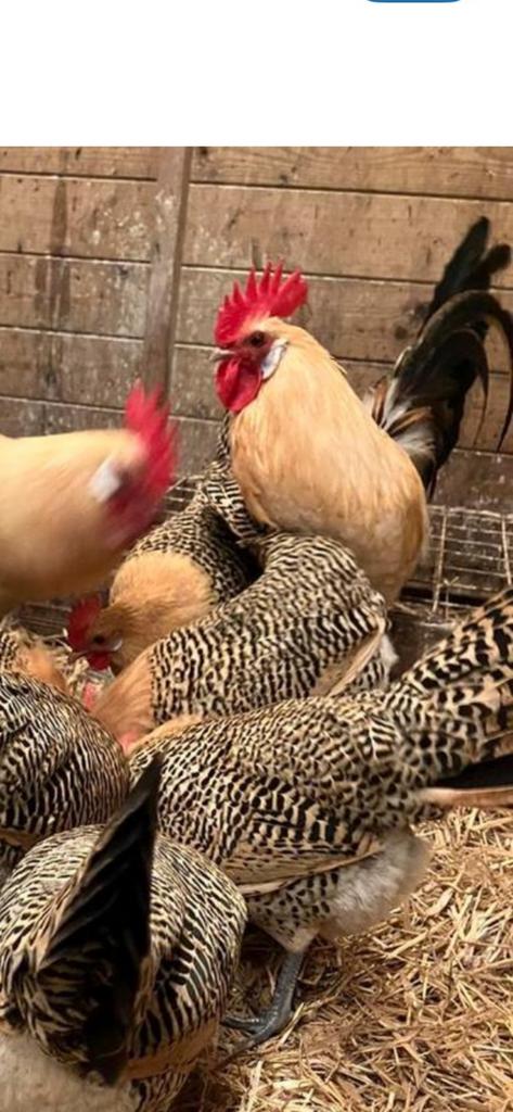 Prachtige kuikens vh Friese Hoen. Mooie toompjes te maken., Dieren en Toebehoren, Vrouwelijk, Kip