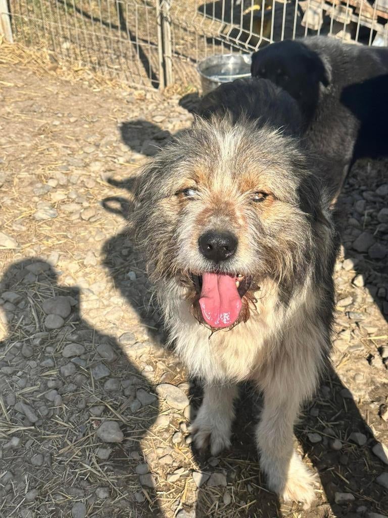 Ter adoptie: Knappe, sterke reu met karakter, Dieren en Toebehoren, Honden | Niet-rashonden, Groot, Reu, Particulier, Eén hond