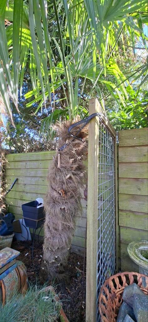 Trachycarpus fortunei palmboom ( chinese waaierpalmboom ), Tuin en Terras, Planten | Bomen, 100 tot 250 cm, Zomer, Palmboom, Ophalen