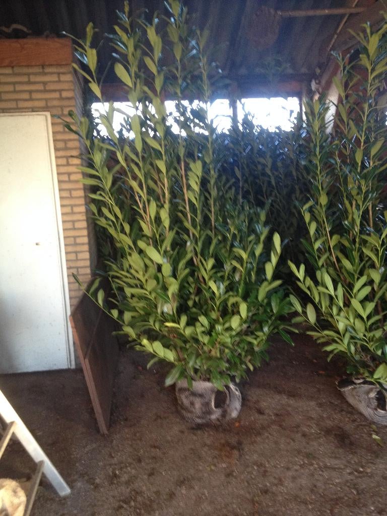 Prunus laur. Caucasica (laurier voor haag) in div. maten, Ophalen, Overige soorten, Halfschaduw