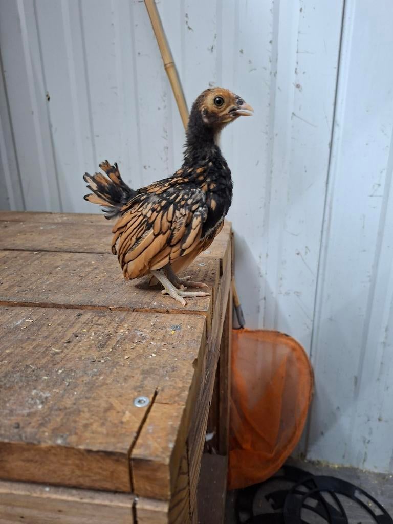 Sebright hennen (ingeënt), Dieren en Toebehoren, Pluimvee, Kip, Vrouwelijk