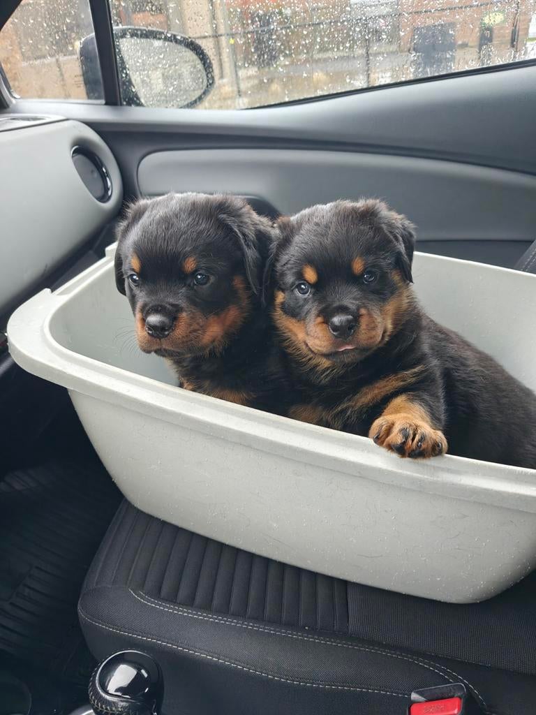 Rottweiler pups, Dieren en Toebehoren, Honden | Herdershonden en Veedrijvers, Overige rassen, 8 tot 15 weken, Parvo, Meerdere