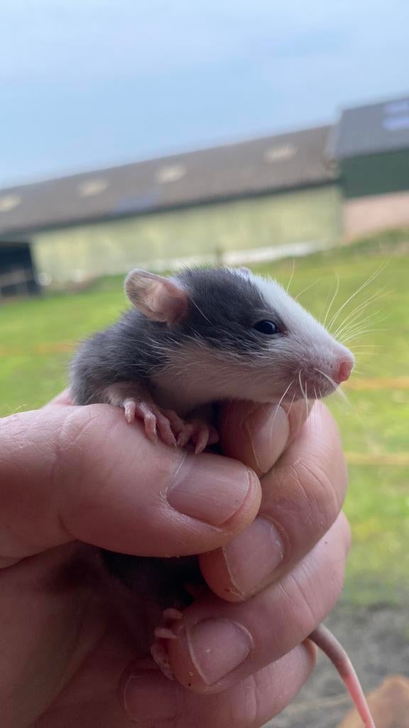 Jonge ratjes, Dieren en Toebehoren, Rat, Februari, Meerdere dieren, Tam