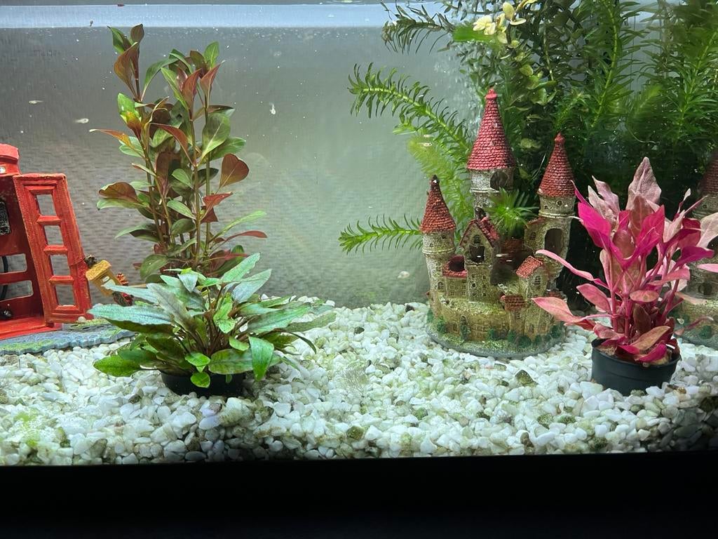 Guppy’s eigen kweek, Dieren en Toebehoren, Vissen | Aquariumvissen