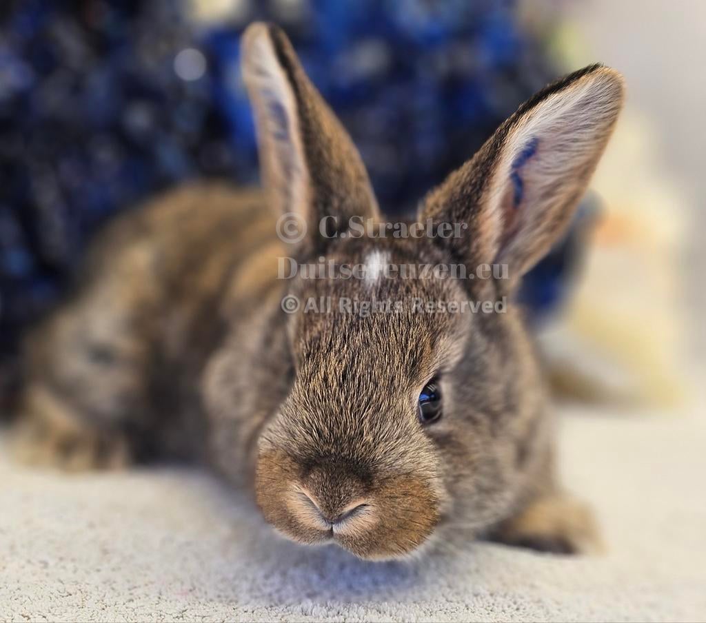 De ECHTE Duitse reuzen Rambo junior bloedlijn., Meerdere dieren, Groot, 0 tot 2 jaar