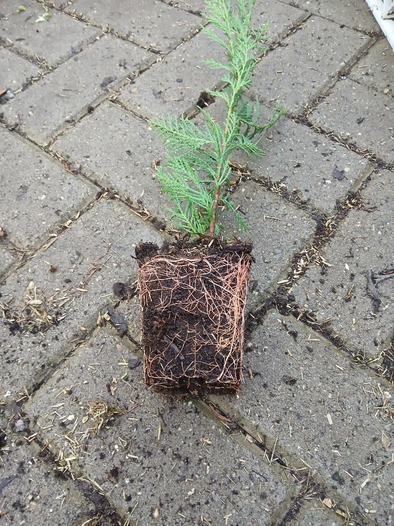 Cupressocyparis leylandii  P9 plantgoed (scherpe prijs), Ophalen, Vaste plant, Overige soorten, Volle zon