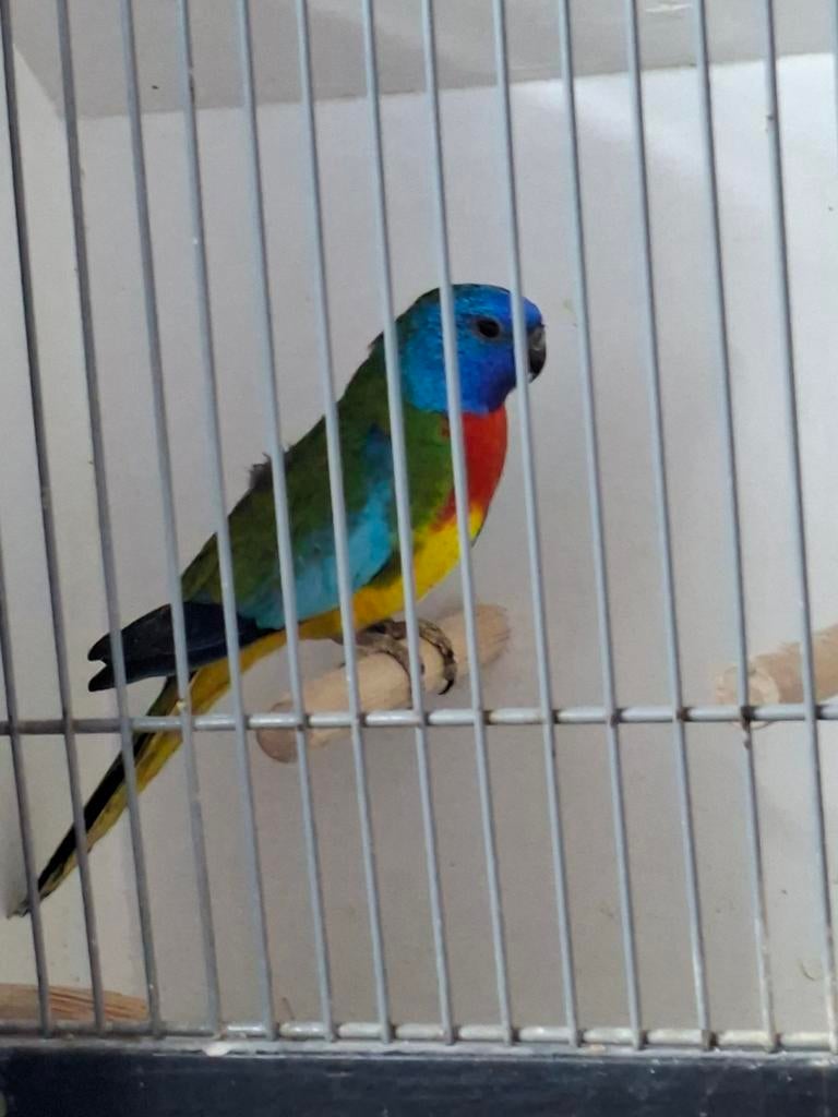 Splendid man, Mannelijk, Parkiet