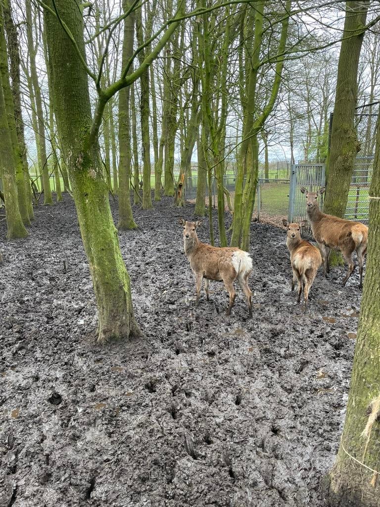 Te koop: Edelhert bok, 9 maand oud, Juni, Mannelijk