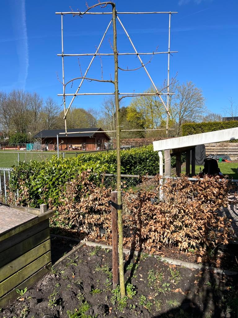 Leilinde op rek, Ophalen, Leiboom, 250 tot 400 cm