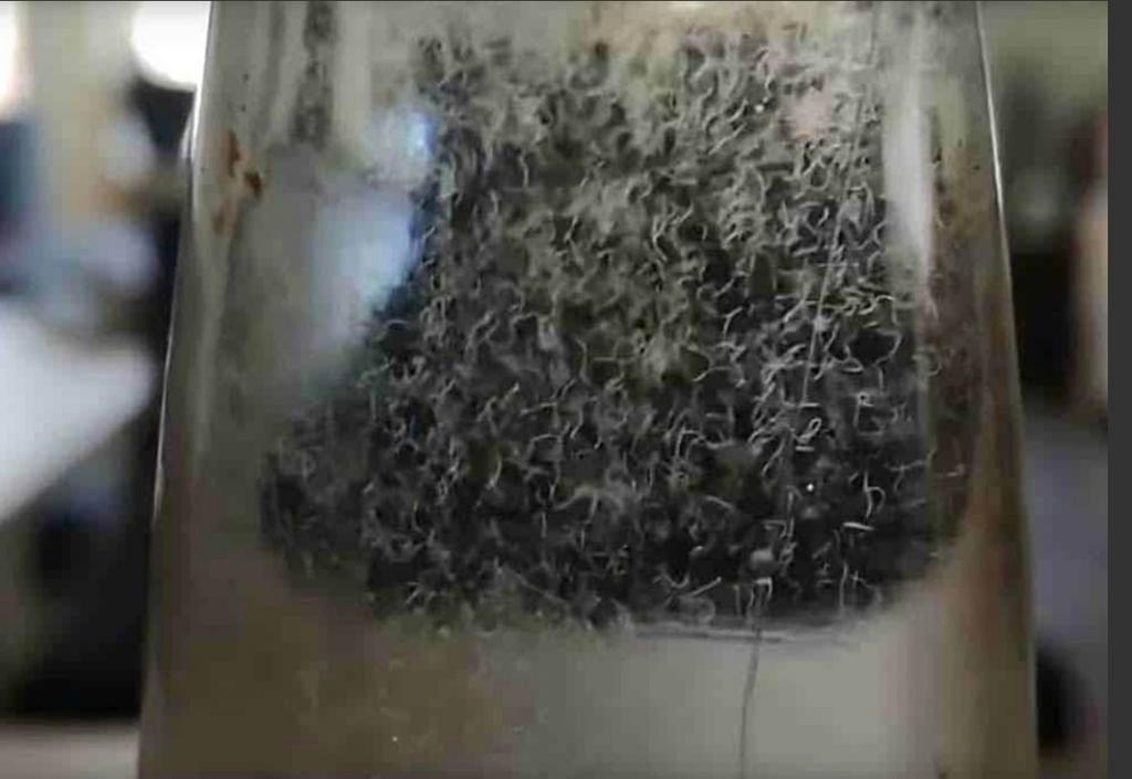 Azijnaaltjes (entportie), Dieren en Toebehoren, Ophalen of Verzenden, Nieuw, Overige typen, Overige merken