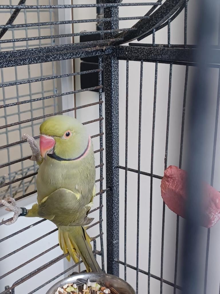 Koppel halsbanden, Dieren en Toebehoren, Vogels | Parkieten en Papegaaien, Meerdere dieren, Parkiet