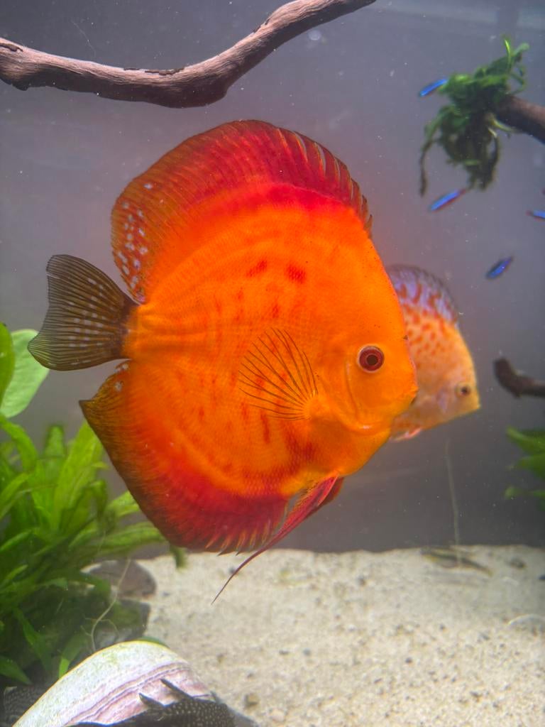 Discus vissen, Dieren en Toebehoren, Vissen | Aquariumvissen, Vis