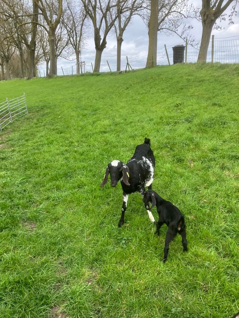 Nubiche geit met geit lam, Vrouwelijk, Geit