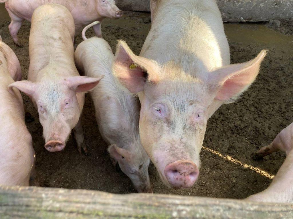 yorkshire zeug en/of biggen, Dieren en Toebehoren, Meerdere dieren, Varken