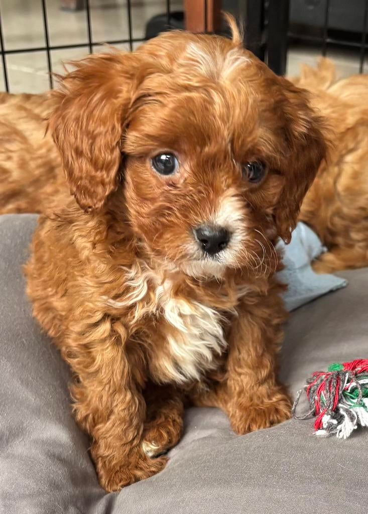 Cavapoo reutjes, Parvo, 8 tot 15 weken, Meerdere, Nederland