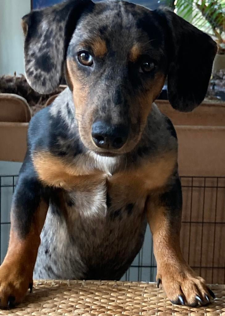 Jack Teckel Merle dekreu, Reu, Parvo, Eén hond, 3 tot 5 jaar