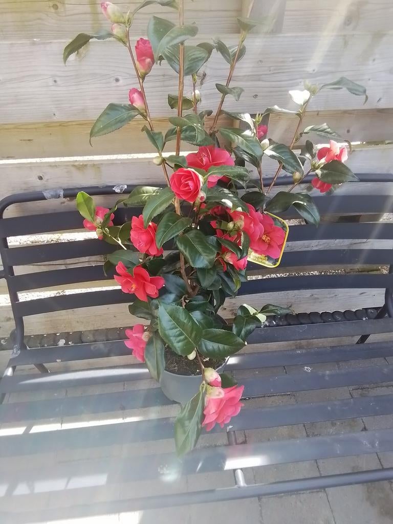 Bomen struiken buitenpanten  tuinplanten vasteplanten, Ophalen, Volle zon, Overige soorten