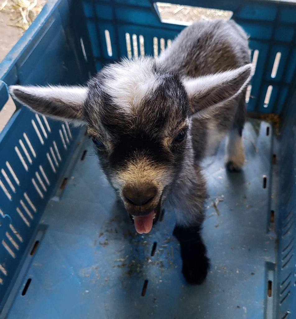 Te Koop 1 mooi (met fles te voeden) blauwschimmel dwergbokje, Dieren en Toebehoren, Mannelijk, Geit, 0 tot 2 jaar