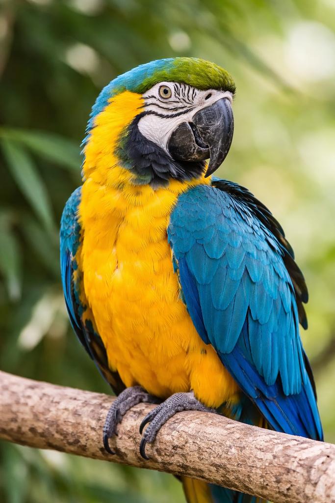 Te Koop Mooie Lieve Ara Papagaai Pop, Dieren en Toebehoren, Vogels | Parkieten en Papegaaien, Vrouwelijk, Papegaai, Pratend