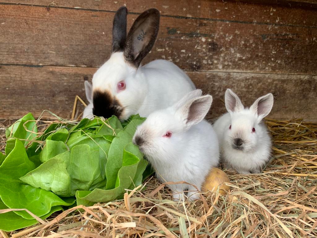 Super leuke tamme baby konijnen, Dieren en Toebehoren, Konijnen, Meerdere dieren, Dwerg