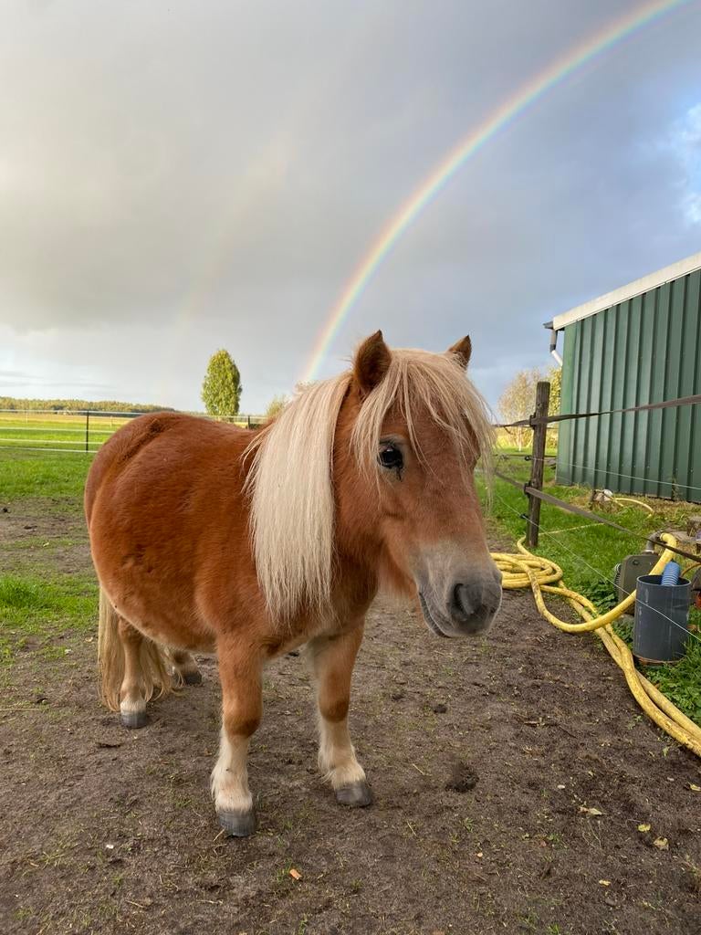 2 mooie MINI shetlanders te koop, Merrie, A pony (tot 1.17m), 0 tot 2 jaar