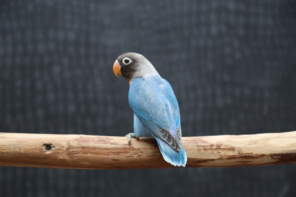 Jonge Baby Agapornis | Fischeri | Div. Kleuren | Handtam, Dieren en Toebehoren, Vogels | Parkieten en Papegaaien, Meerdere dieren