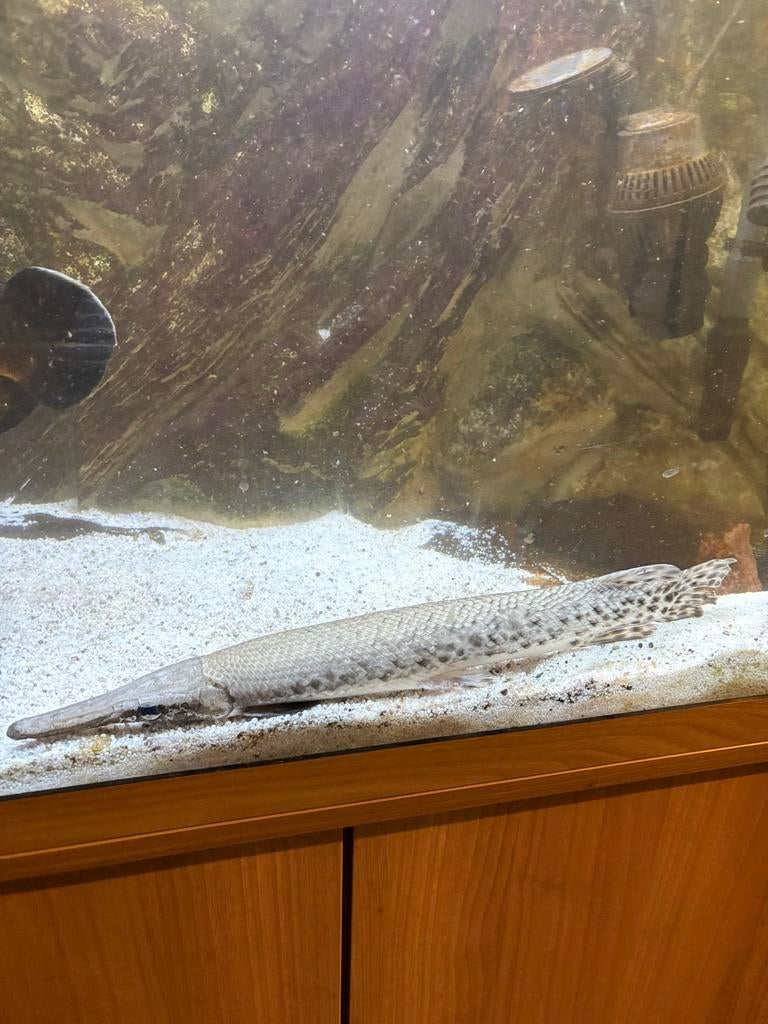 Aquarium roofvis spotted gar, Dieren en Toebehoren, Vis, Zoetwatervis