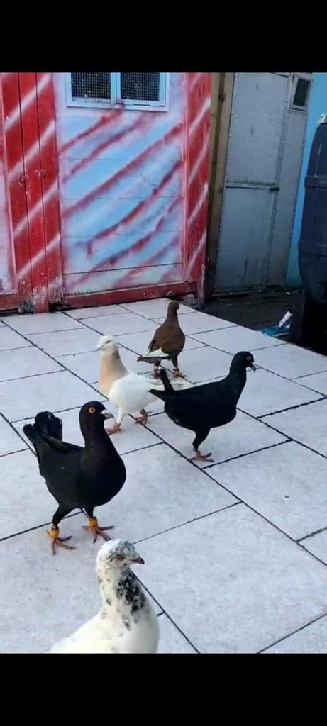 Syrisch Duiven, Meerdere dieren, Overige soorten