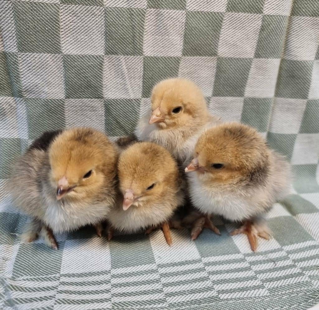Brahmakriel hen kuikens cloaca gesekst & Marek geënt, Dieren en Toebehoren, Pluimvee, Vrouwelijk, Kip