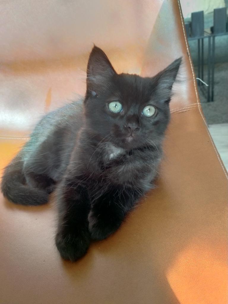 Kittens, Dieren en Toebehoren, Katten en Kittens | Raskatten | Korthaar, Kater, 0 tot 2 jaar, Ontwormd