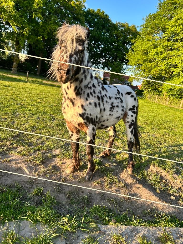 Super knap appaloosa hengstje ter dekking!, Dieren en Toebehoren, Hengst