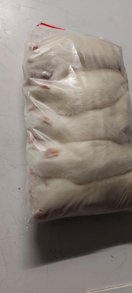 Diepvries muizen ratten voor Houten zondag 8 feb, Dieren en Toebehoren, Slang, 0 tot 2 jaar