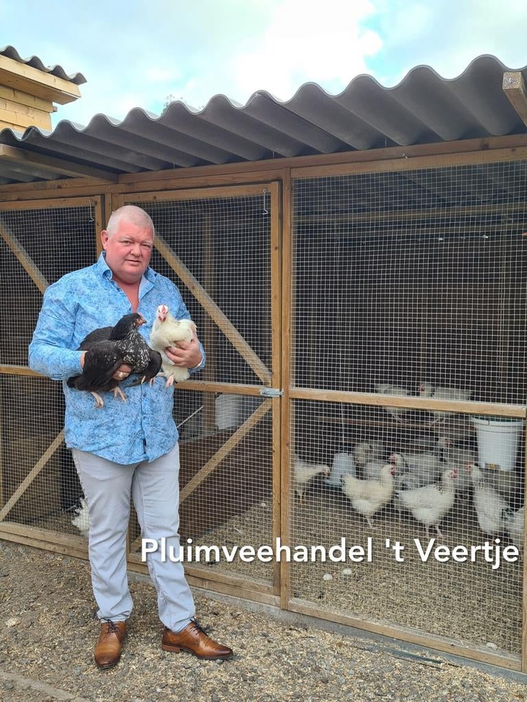 Jonge legkippen leghennen sussex bleu de lande red island, Dieren en Toebehoren, Pluimvee, Vrouwelijk, Kip