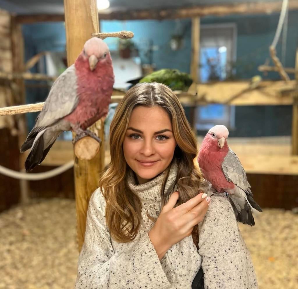 kaketoes va €799, Dieren en Toebehoren, Vogels | Parkieten en Papegaaien, Meerdere dieren, Papegaai, Pratend