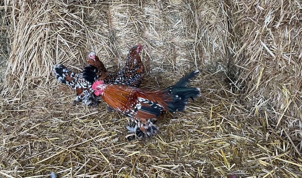 Mooie sabelpoot trio’s, Dieren en Toebehoren, Meerdere dieren, Kip
