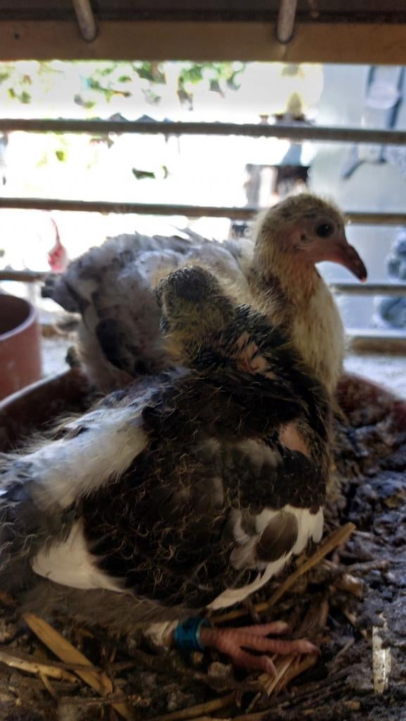 Twee jonge kleurduiven, Dieren en Toebehoren, Pluimvee, Geslacht onbekend, Kip