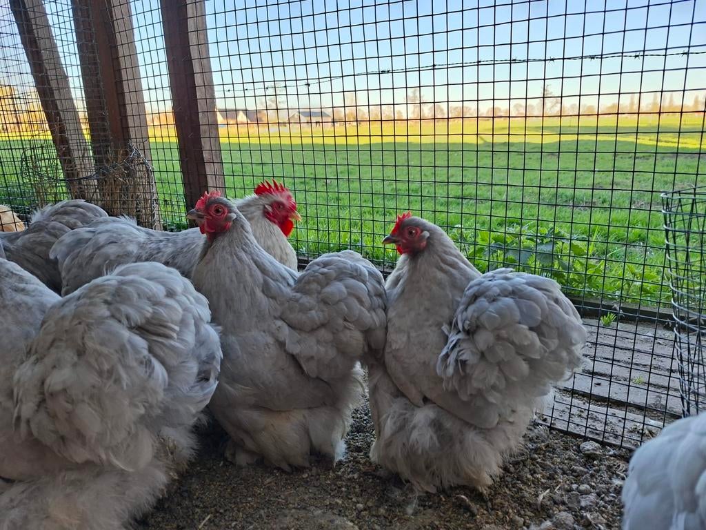 Broedeieren cochin parelgrijs, Geslacht onbekend, Kip