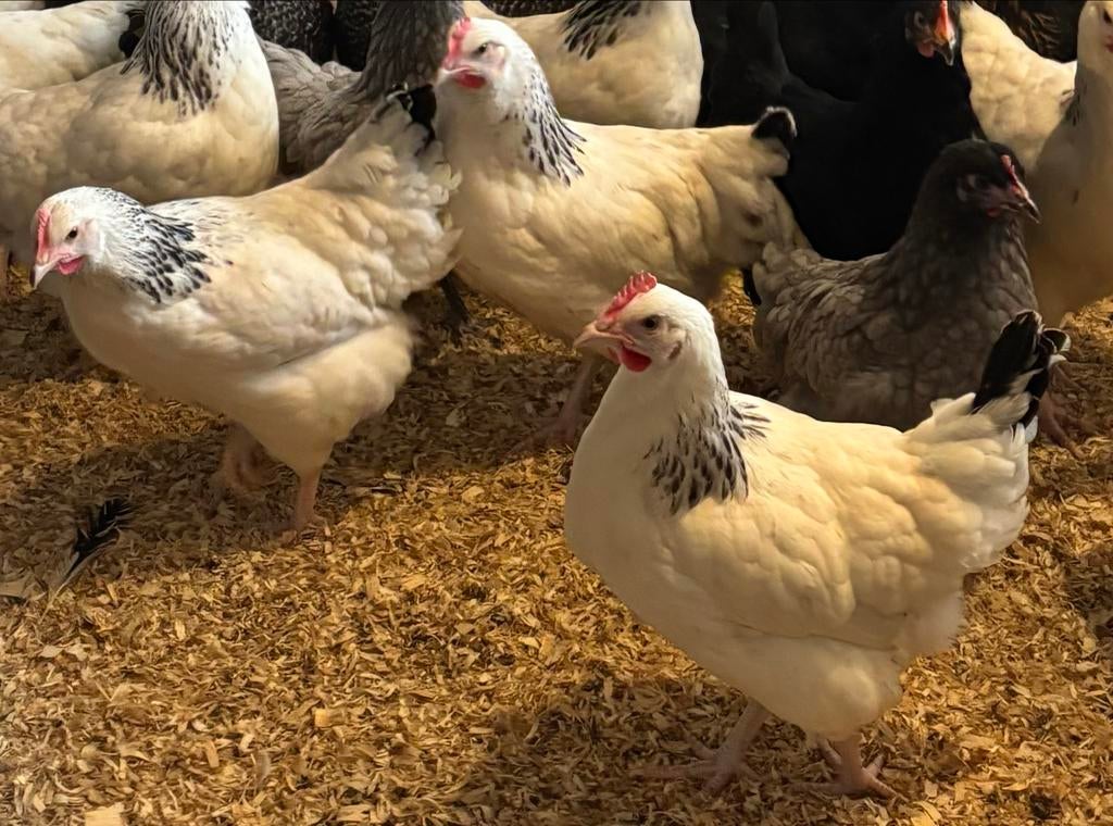 Jonge hennen sussex kippen legkippen 19 weken  kippen, Ophalen of Verzenden, Kippenhok of Kippenren