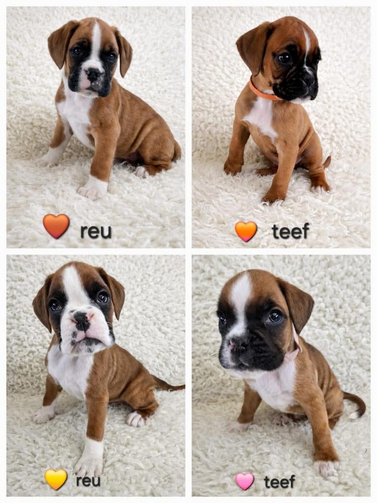 Nog 4 100% Raszuivere BOXER PUPS TE KOOP!, Overige rassen, 8 tot 15 weken, Meerdere, Meerdere dieren