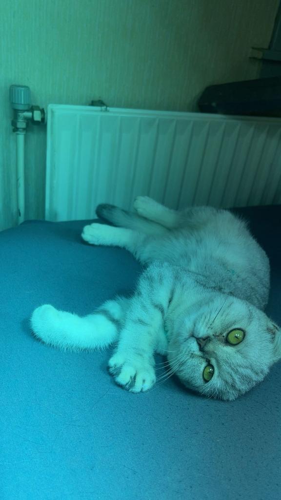 Gouden mandje gezocht voor Teddy!, Dieren en Toebehoren, Katten en Kittens | Overige Katten, Poes