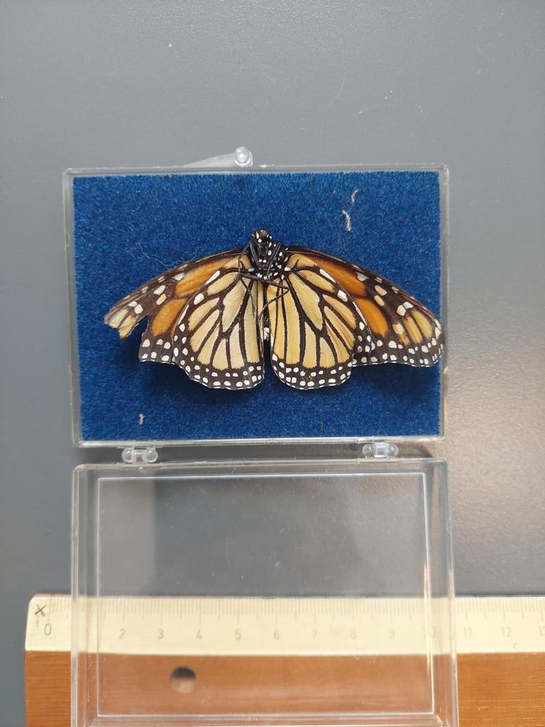 Mooie Monarch Vlinder in Displaydoosje, Ophalen of Verzenden, Zo goed als nieuw, Insect, Opgezet dier