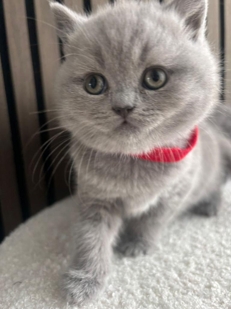 Britse korthaar kittens, Kater, Ontwormd, 0 tot 2 jaar