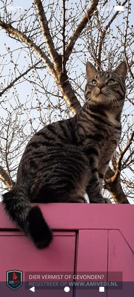 Vermist, Dieren en Toebehoren, Katten-accessoires, Ophalen of Verzenden