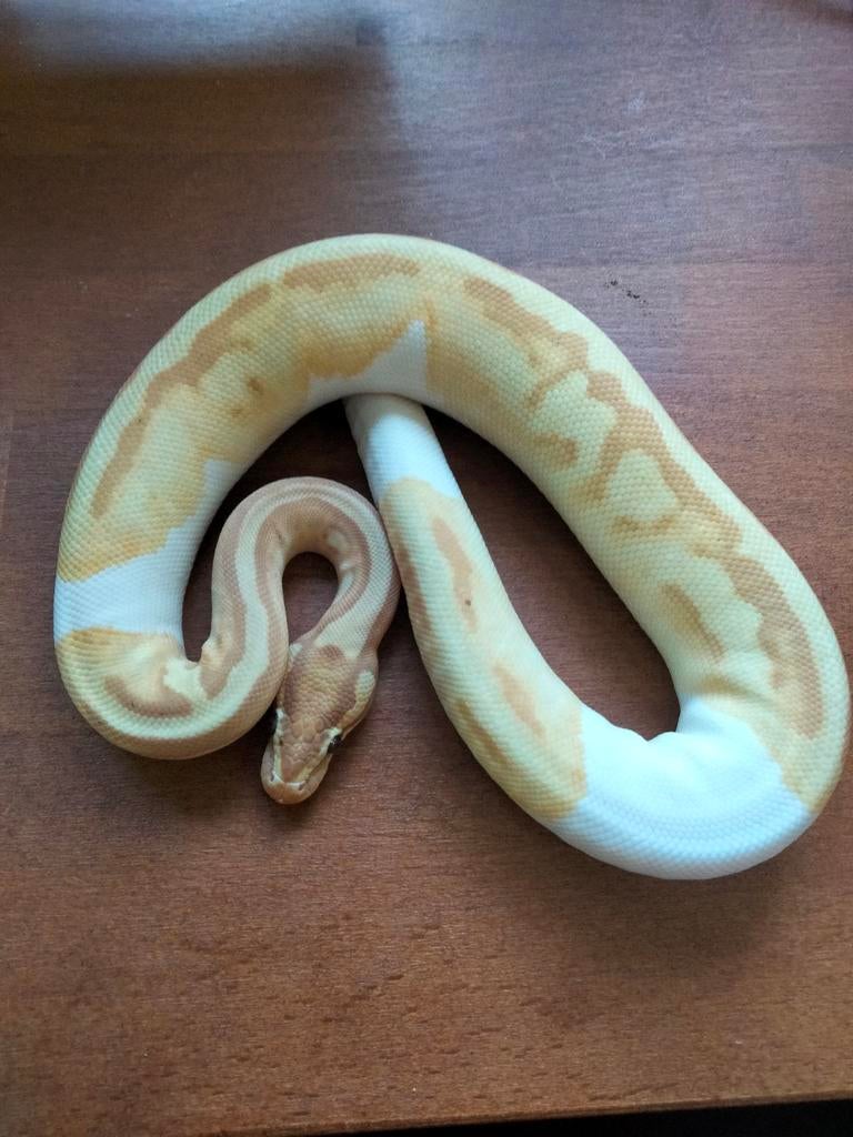 0.1 Python Regius Banana enchie piebald