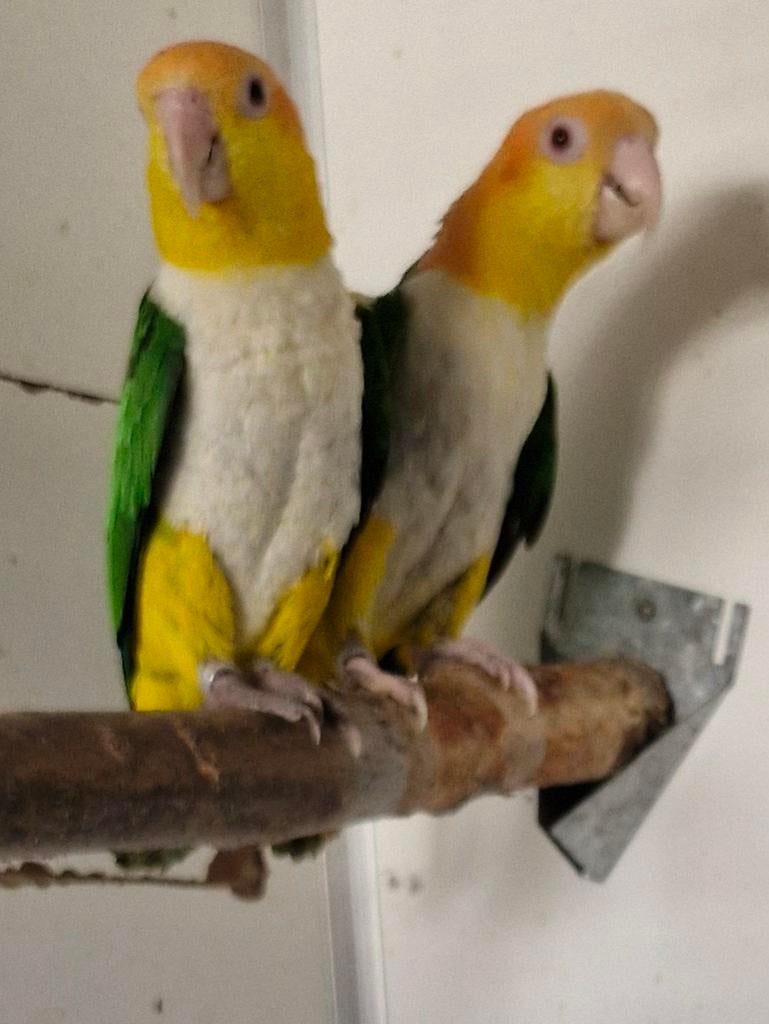 Koppel roestkop caique beide van 2020, Dieren en Toebehoren, Vogels | Parkieten en Papegaaien, Meerdere dieren, Papegaai