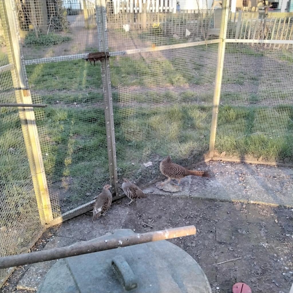 Europese patrijs hen, Meerdere dieren, Overige soorten